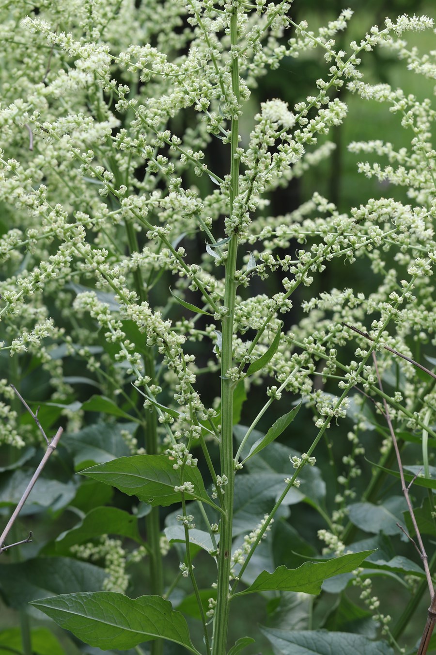 kriechender thymian saatgut Kriechender Thymian Lila Krutersamen  Pure Asia Seeds