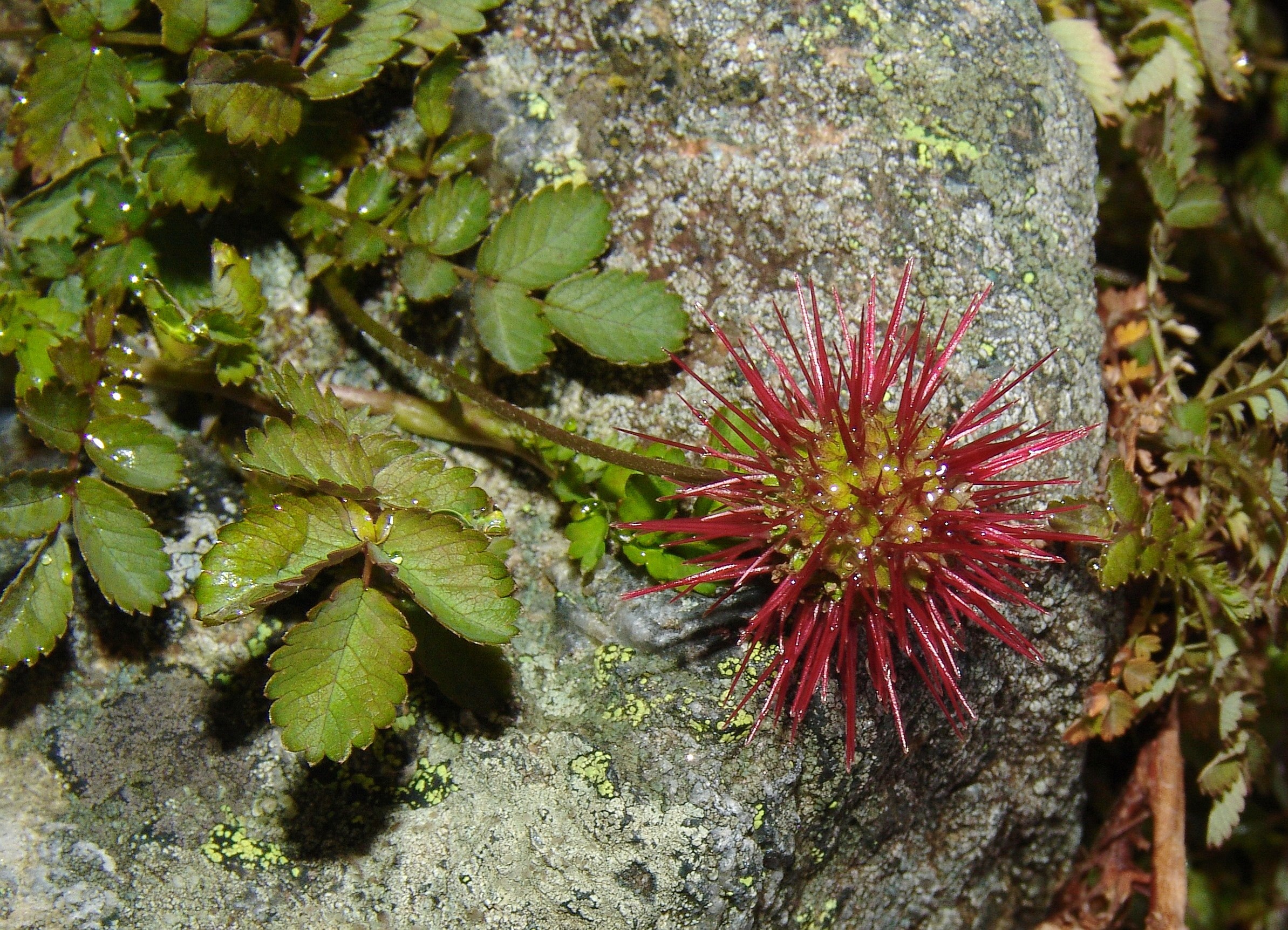 Acaena Pflanzenfoto