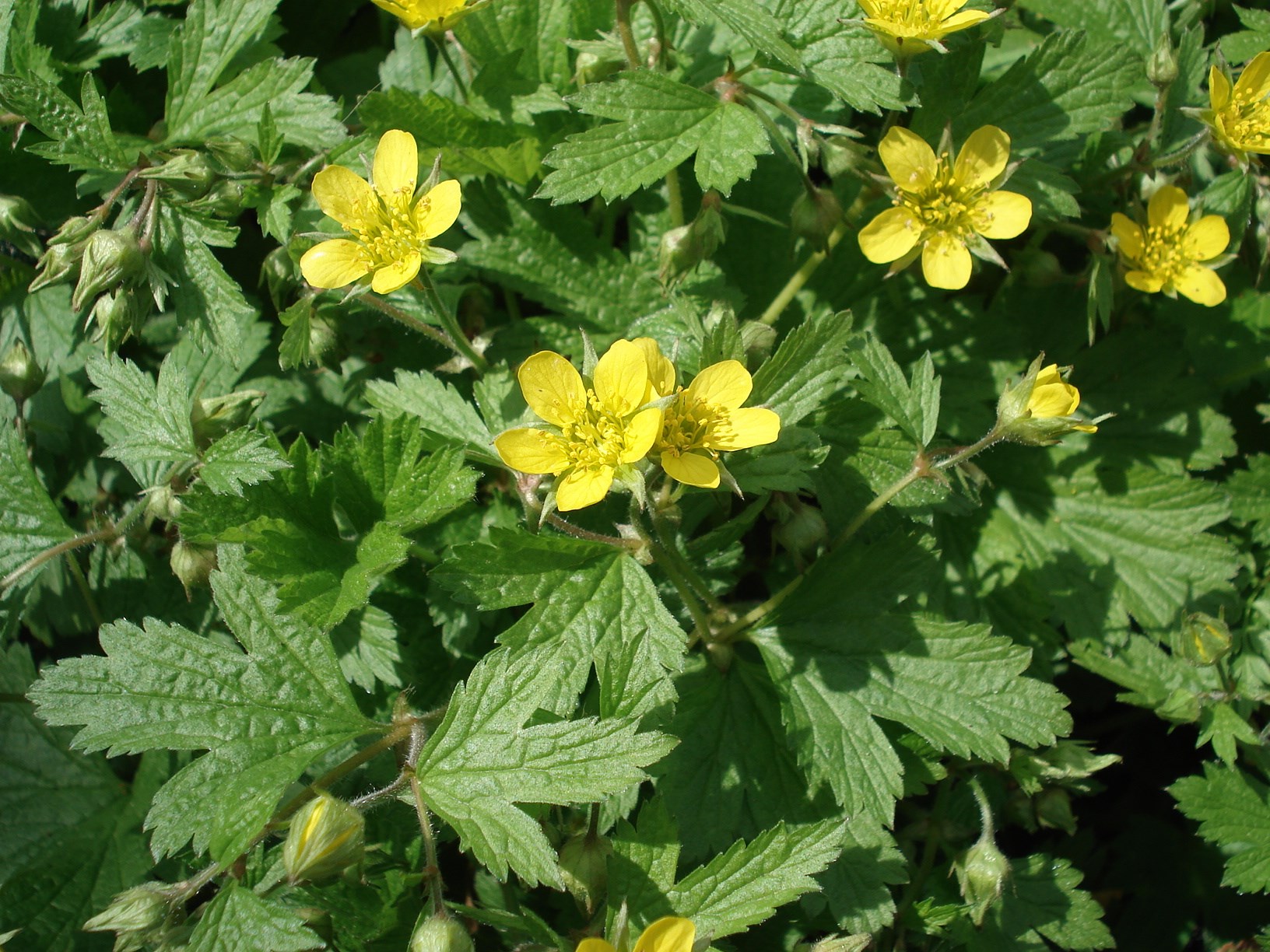 Waldsteinia